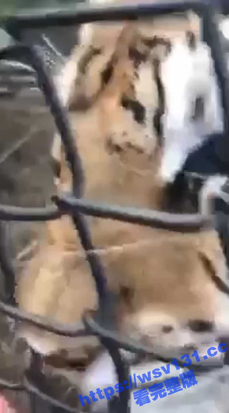 自从央视曝光淀粉肠后 人是不吃了 开始给动物吃了! - 51吃瓜网-51吃瓜网